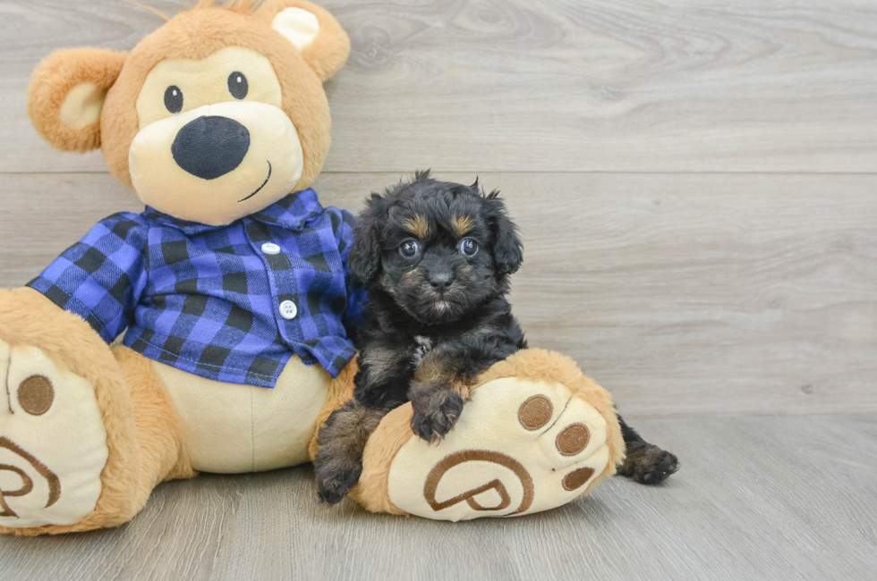 6 week old Cavapoo Puppy For Sale - Windy City Pups