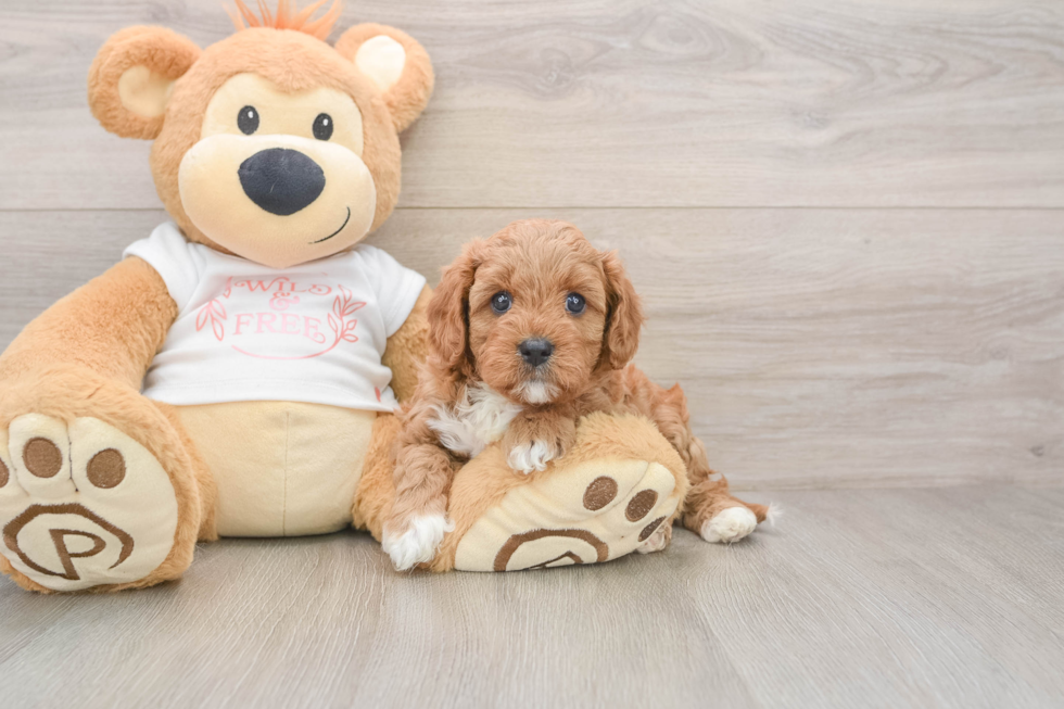Small Cavapoo Baby