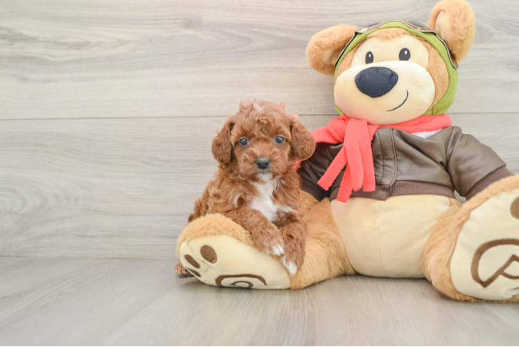 Best Cavapoo Baby