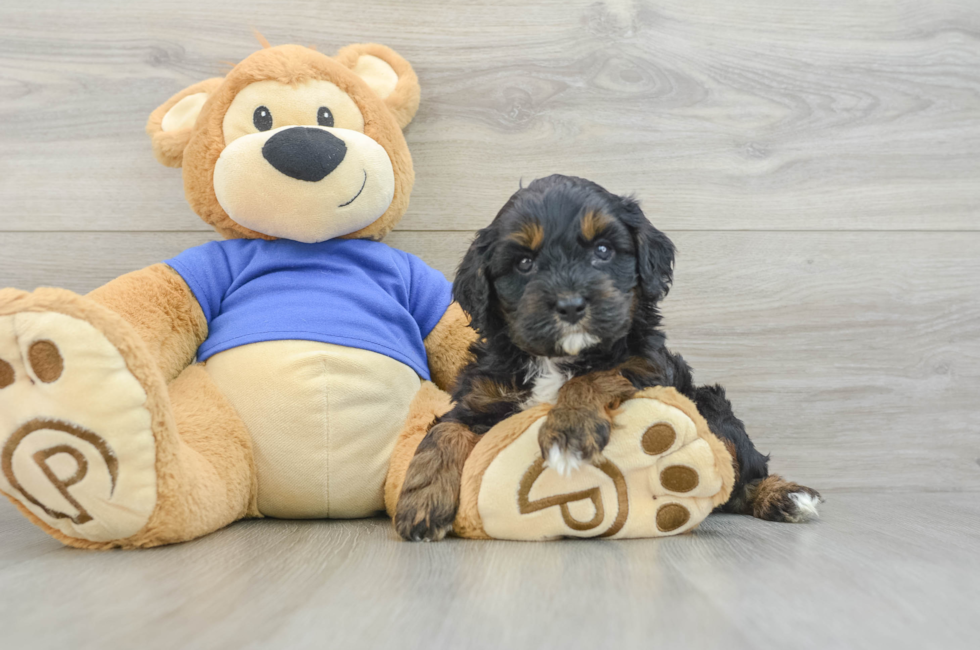 7 week old Cavapoo Puppy For Sale - Windy City Pups