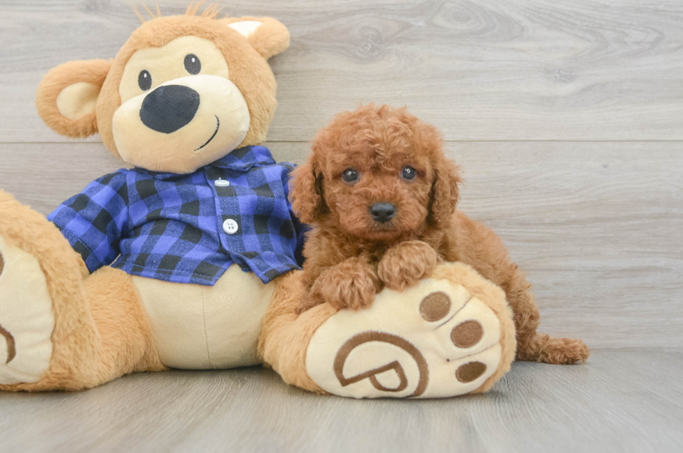 6 week old Cavapoo Puppy For Sale - Windy City Pups