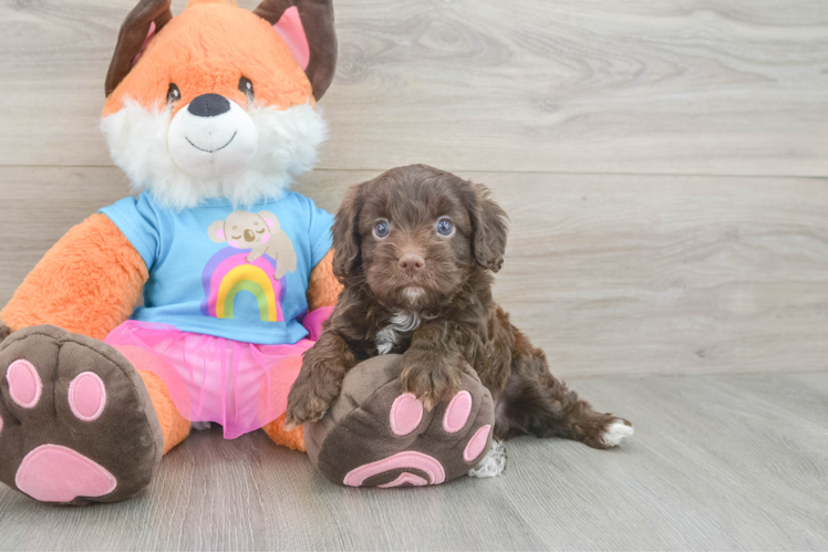 Small Cavapoo Baby