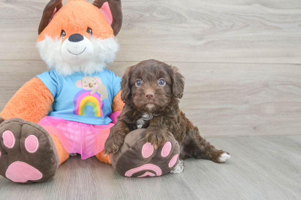 5 week old Cavapoo Puppy For Sale - Windy City Pups