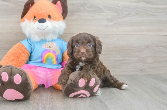 Small Cavapoo Baby