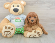 8 week old Cavapoo Puppy For Sale - Windy City Pups