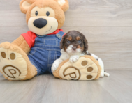 8 week old Cavapoo Puppy For Sale - Windy City Pups