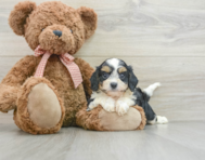 9 week old Cavapoo Puppy For Sale - Windy City Pups