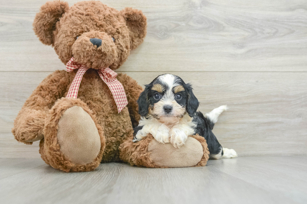 7 week old Cavapoo Puppy For Sale - Windy City Pups