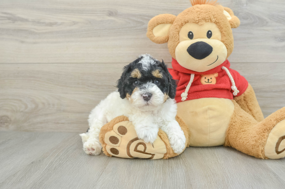 Little Cavipoo Poodle Mix Puppy