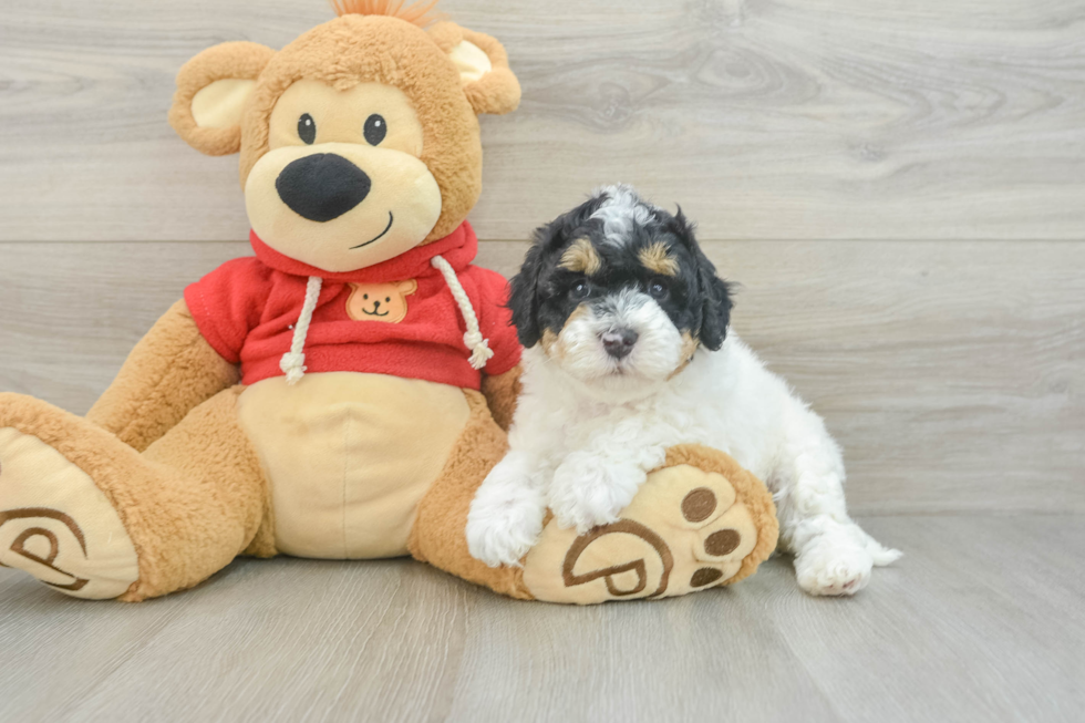 Cavapoo Pup Being Cute