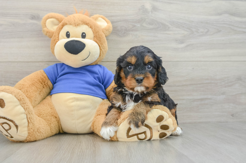 7 week old Cavapoo Puppy For Sale - Windy City Pups