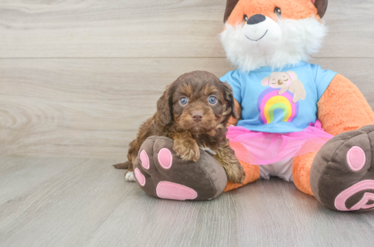 Smart Cavapoo Poodle Mix Pup