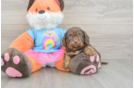 Best Cavapoo Baby