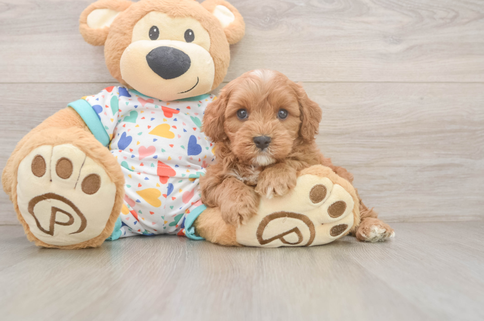 6 week old Cavapoo Puppy For Sale - Windy City Pups