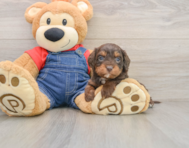 8 week old Cavapoo Puppy For Sale - Windy City Pups