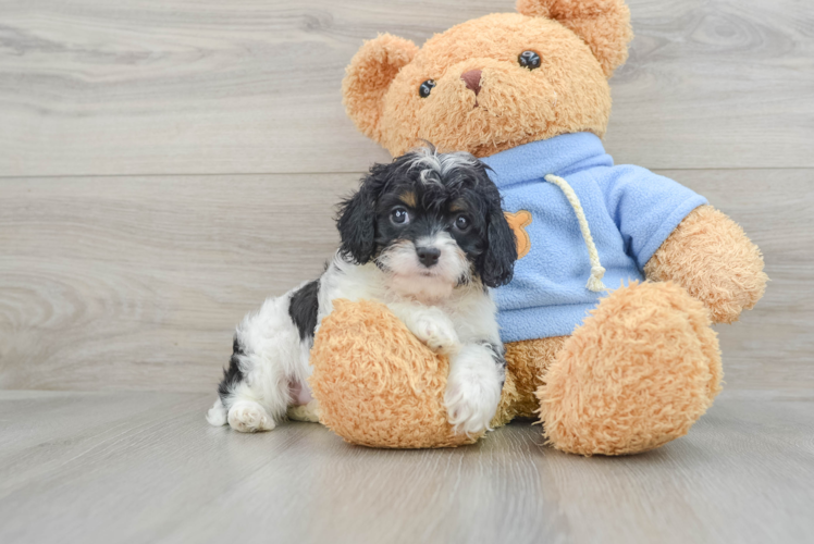 Cavapoo Pup Being Cute