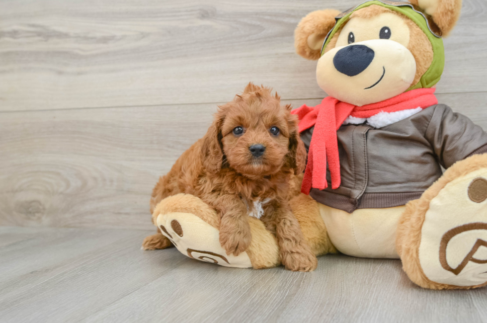 6 week old Cavapoo Puppy For Sale - Windy City Pups