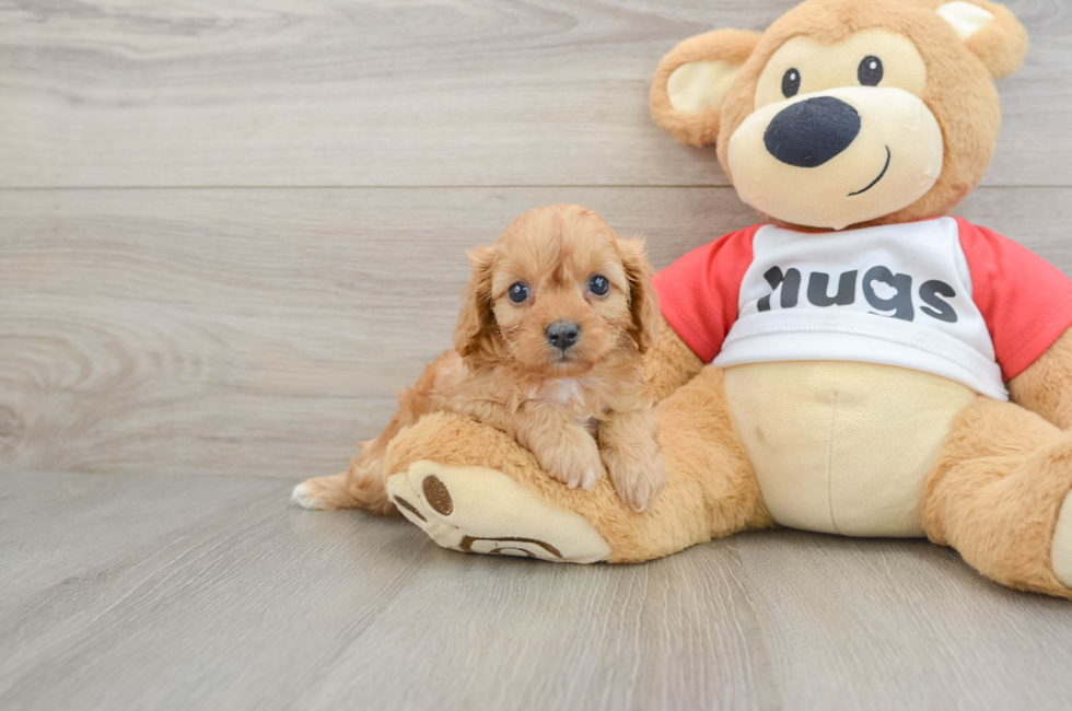 7 week old Cavapoo Puppy For Sale - Windy City Pups