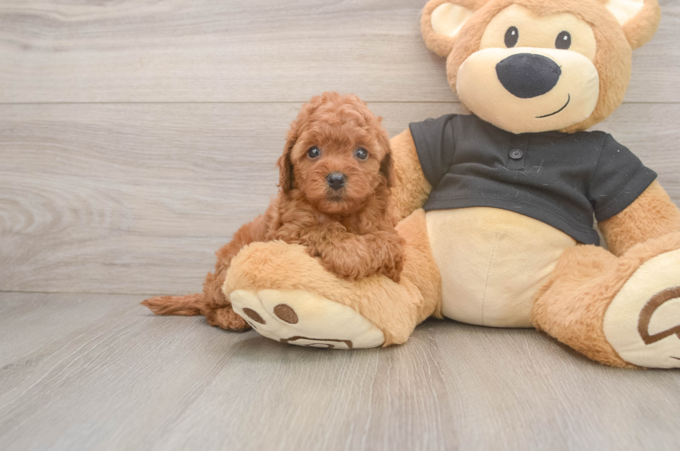5 week old Cavapoo Puppy For Sale - Windy City Pups