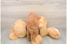 Cavapoo Puppy for Adoption