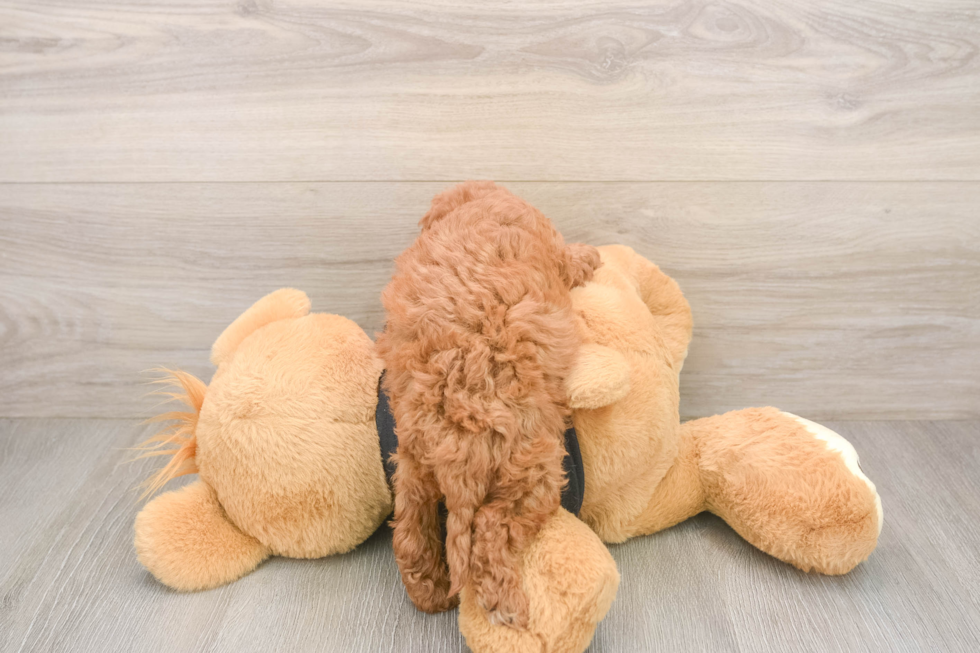 Cavapoo Puppy for Adoption