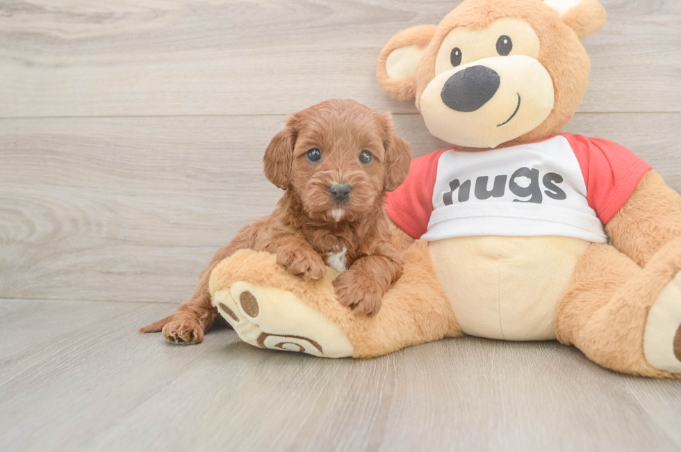 5 week old Cavapoo Puppy For Sale - Windy City Pups