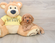 8 week old Cavapoo Puppy For Sale - Windy City Pups