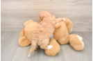 Best Cavapoo Baby