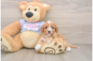 Little Cavipoo Poodle Mix Puppy