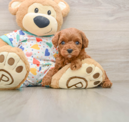 7 week old Cavapoo Puppy For Sale - Windy City Pups
