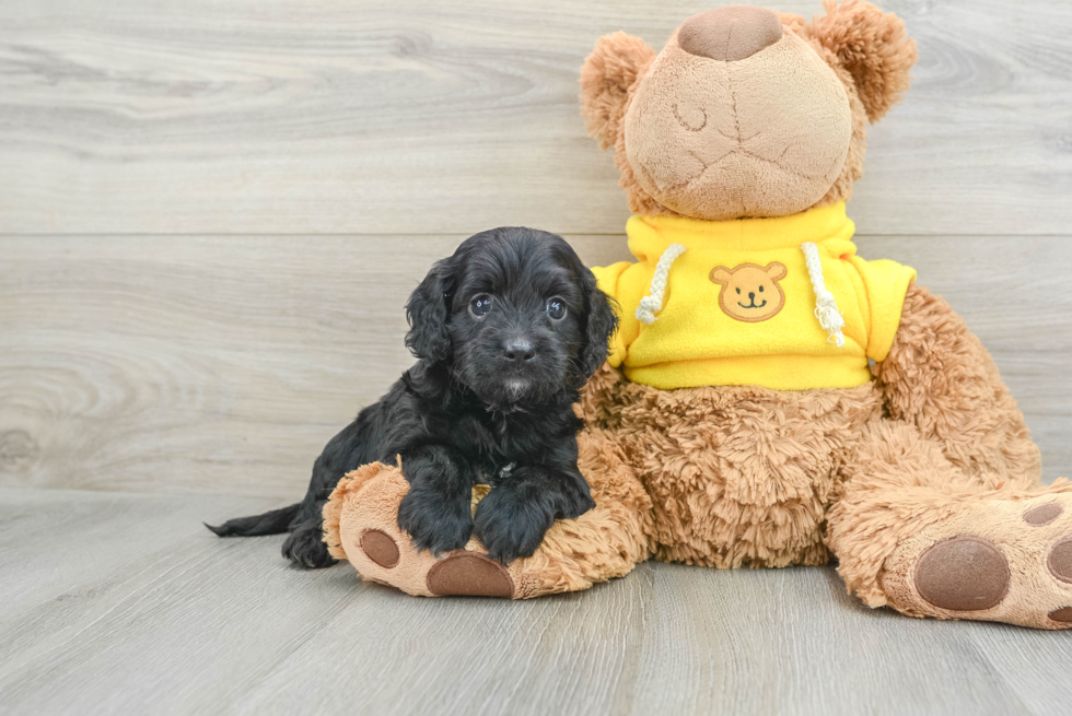 Friendly Cavapoo Baby