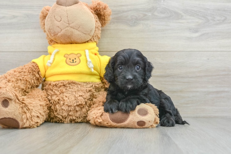 Little Cavipoo Poodle Mix Puppy