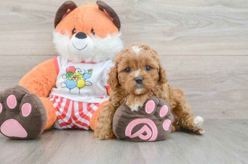 6 week old Cavapoo Puppy For Sale - Windy City Pups