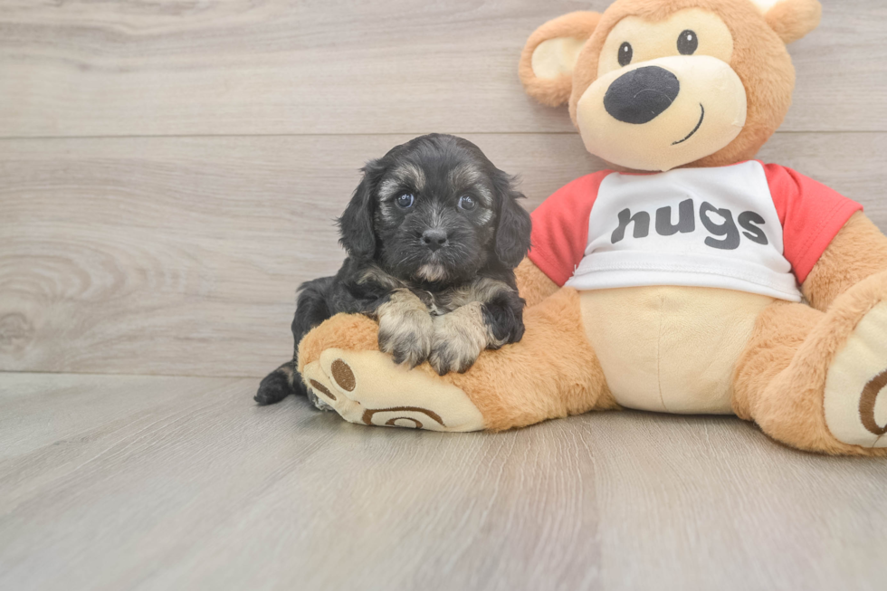 Meet Ulyssa - our Cavapoo Puppy Photo  1/3 - Windy City Pups Best Cavapoo Baby