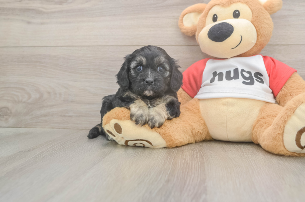 5 week old Cavapoo Puppy For Sale - Windy City Pups