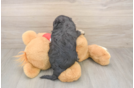 Meet Ulyssa - our Cavapoo Puppy Photo  3/3 - Windy City Pups Cavapoo Puppy for Adoption
