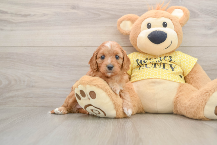 Funny Cavapoo Poodle Mix Pup