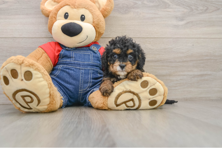 Hypoallergenic Cavadoodle Poodle Mix Puppy