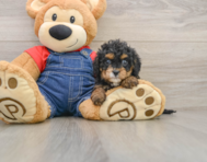 7 week old Cavapoo Puppy For Sale - Windy City Pups