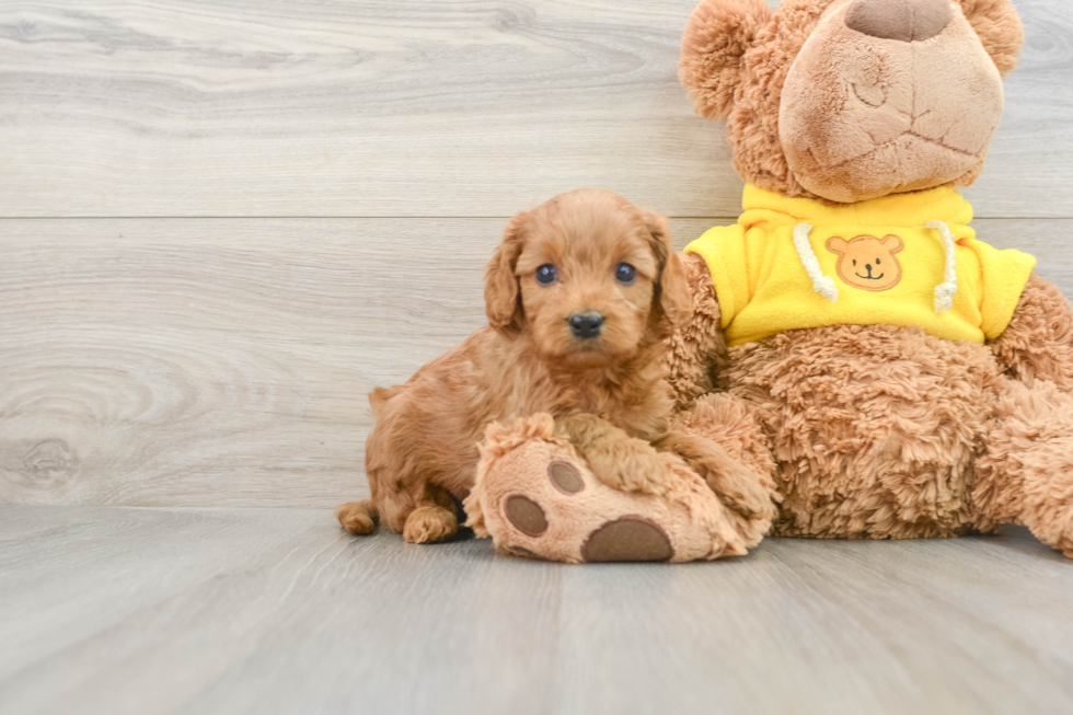 Cavapoo Puppy for Adoption