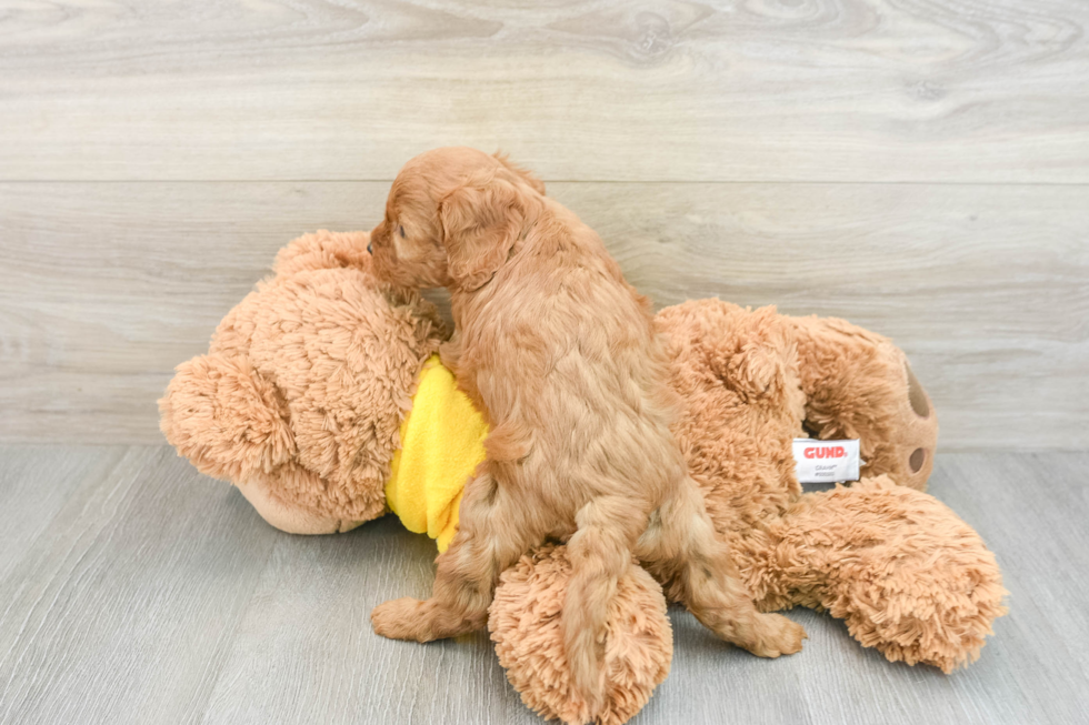 Cavapoo Pup Being Cute