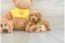 Best Cavapoo Baby