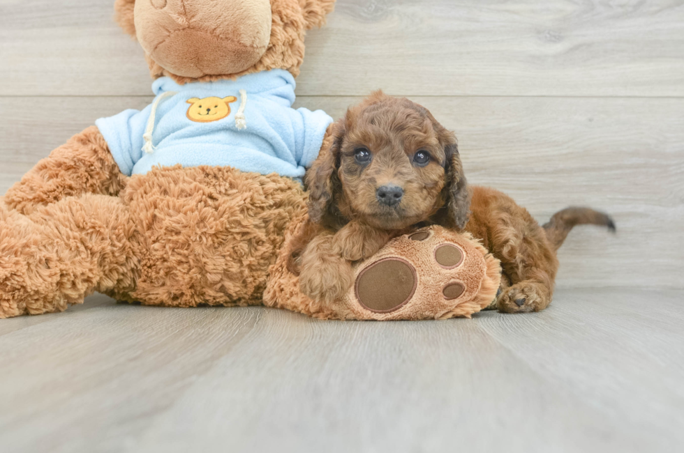 7 week old Cavapoo Puppy For Sale - Windy City Pups