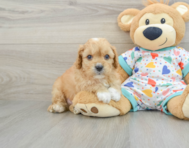 8 week old Cavapoo Puppy For Sale - Windy City Pups