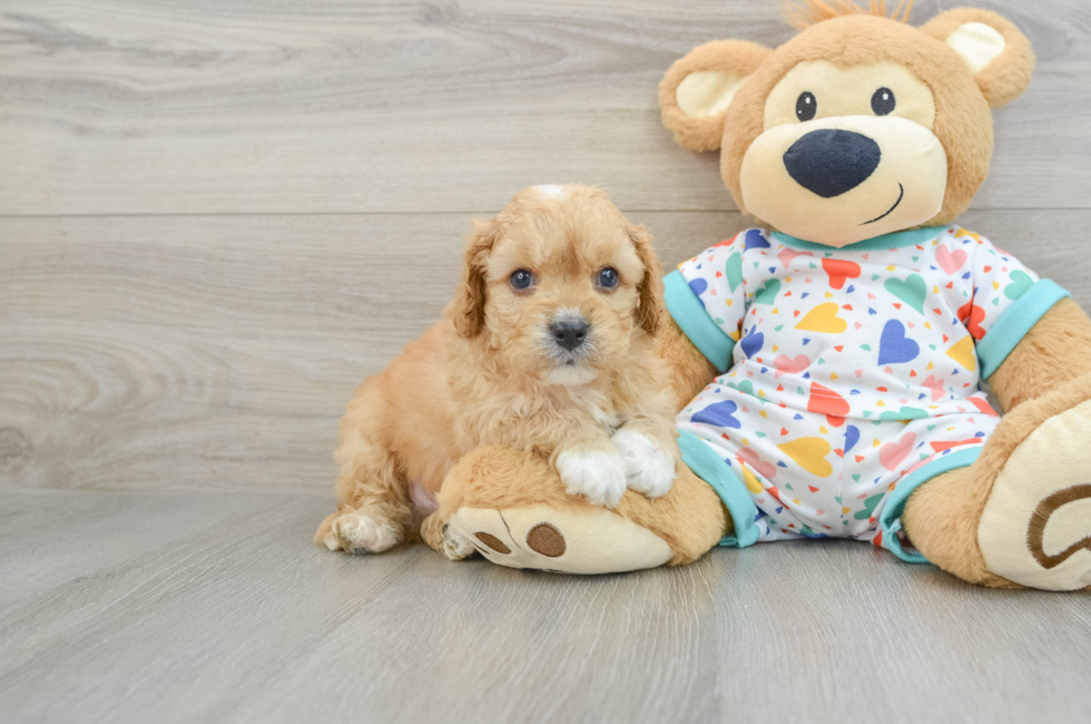 8 week old Cavapoo Puppy For Sale - Windy City Pups