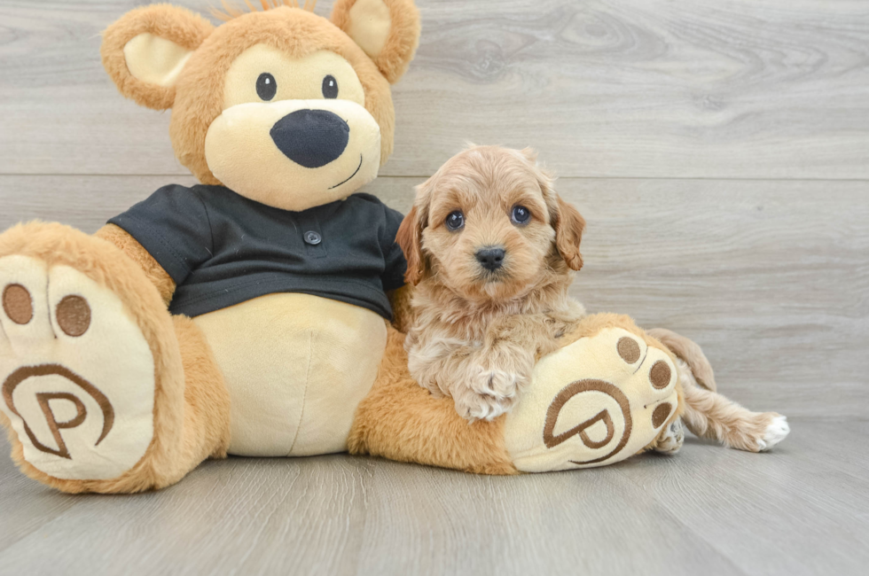 6 week old Cavapoo Puppy For Sale - Windy City Pups