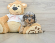 8 week old Cavapoo Puppy For Sale - Windy City Pups