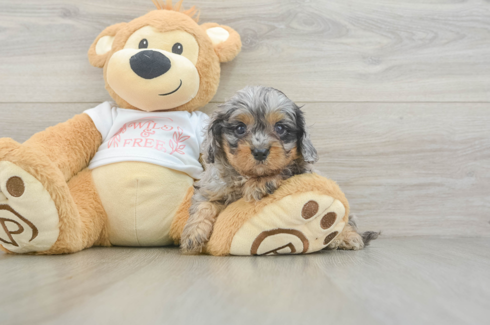 5 week old Cavapoo Puppy For Sale - Windy City Pups
