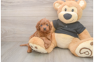 Funny Cavapoo Poodle Mix Pup