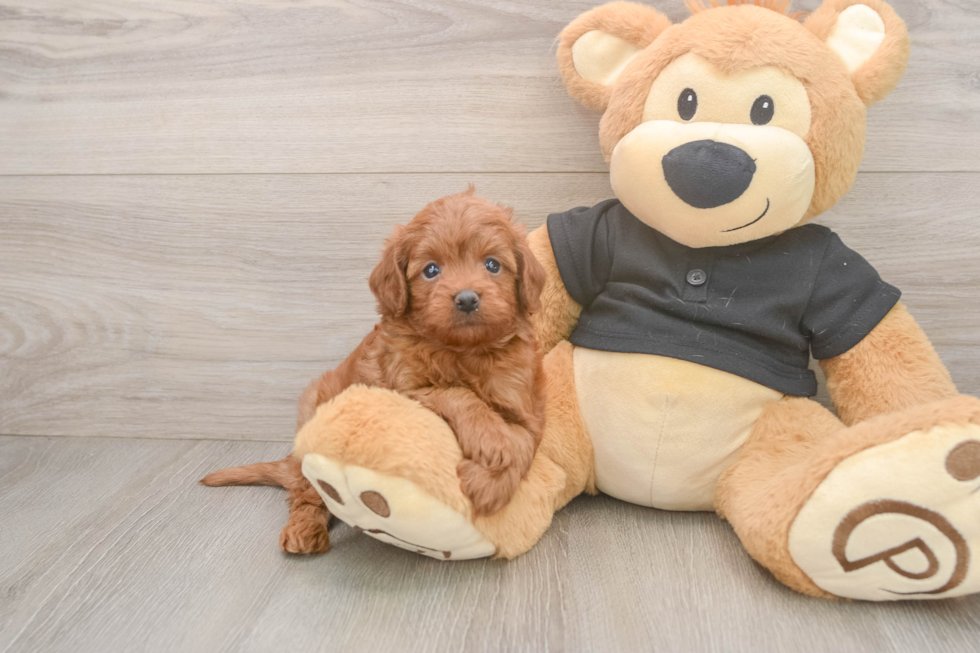 Funny Cavapoo Poodle Mix Pup